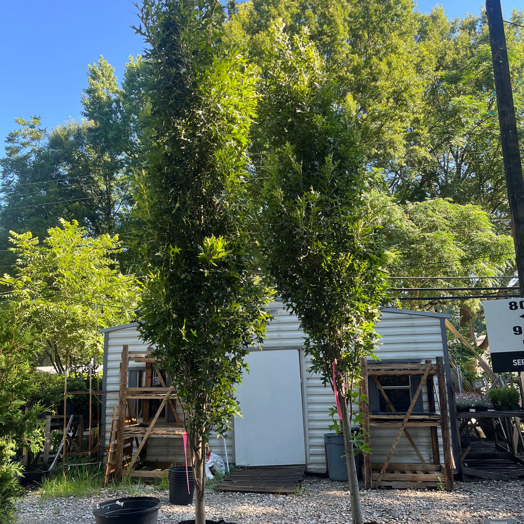 Quercus palustris 'Pringreen' ~ Green Pillar® Pin Oak-ServeScape