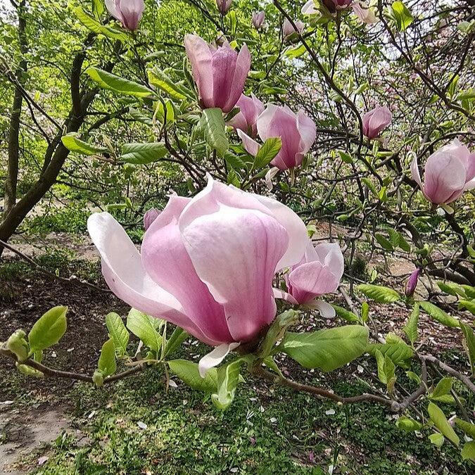 Magnolia x soulangeana 'Alexandrina' ~ Alexandrina Saucer Magnolia-ServeScape