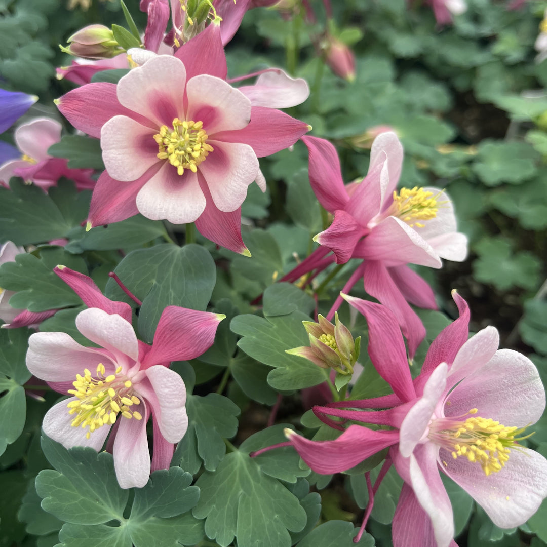 Aquilegia caerulea 'Rose & Pink' ~ Kirigami™ Rose & Pink Columbine-ServeScape