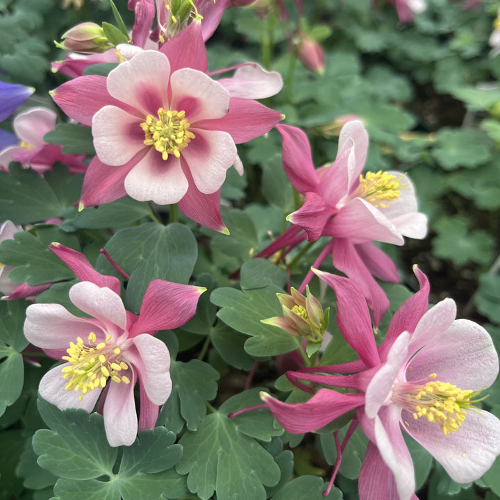 Aquilegia caerulea 'Rose & Pink' ~ Kirigami™ Rose & Pink Columbine-ServeScape