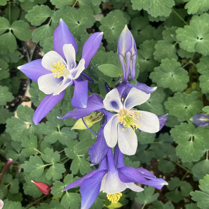 Aquilegia caerulea 'Deep Blue & White' ~ Kirigami™ Deep Blue & White Columbine-ServeScape
