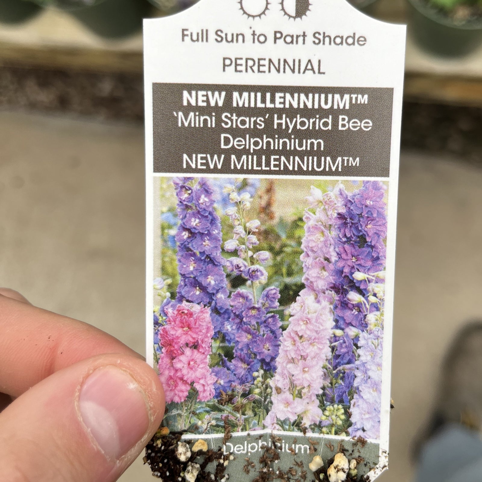 Delphinium 'Mini Stars' ~ New Millennium™ Mini Stars Delphinium-ServeScape