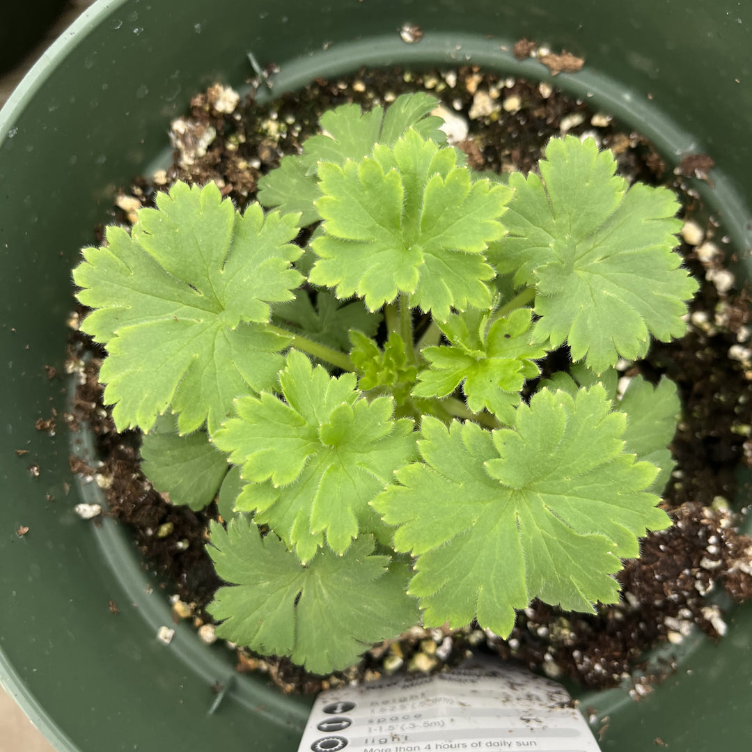 Delphinium 'Mini Stars' ~ New Millennium™ Mini Stars Delphinium-ServeScape