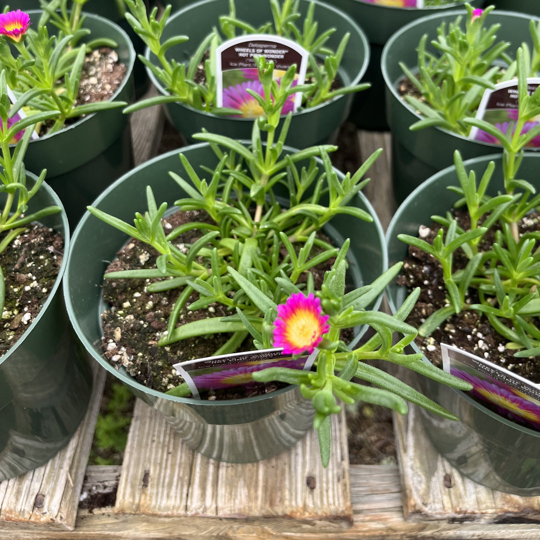 Delosperma nubigenum 'WOWDRY1' ~ WOW® Hot Pink Wonder Ice Plant-ServeScape