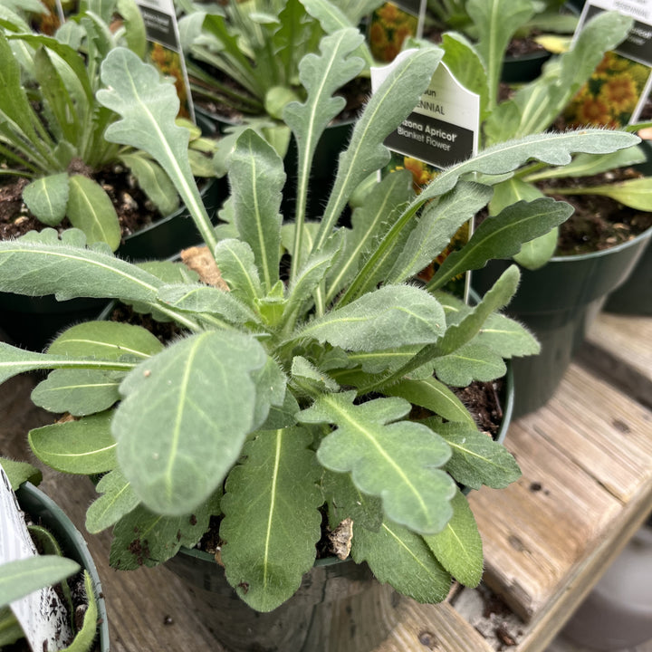 Gaillardia x aristata 'Arizona Apricot' ~ Arizona Apricot Blanket Flower-ServeScape