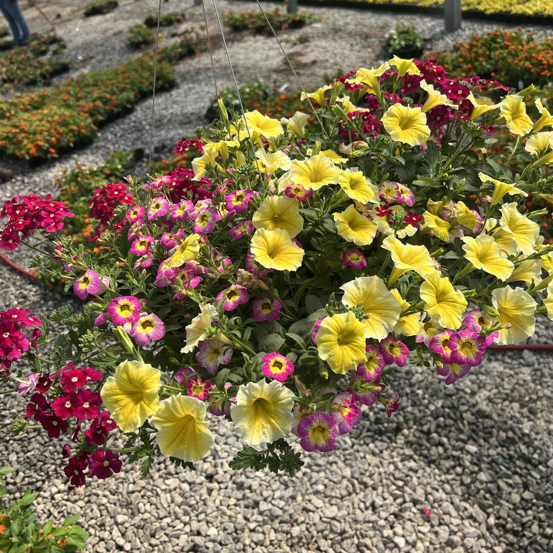 ServeScape ~ Assorted Warm Season Annual Hanging Basket-ServeScape