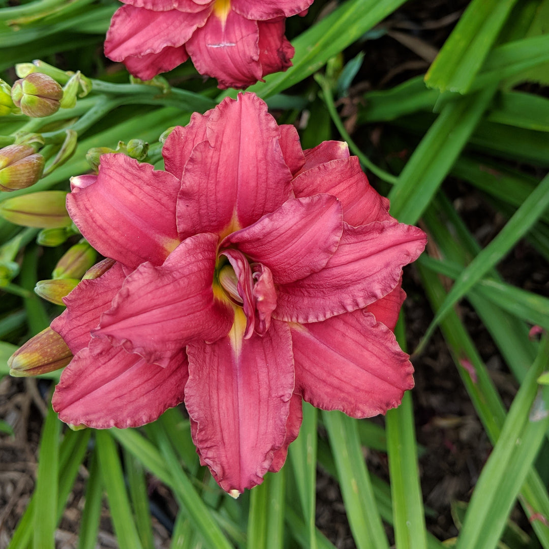 Hemerocallis 'Double Pardon Me' ~ Double Pardon Me Daylily-ServeScape