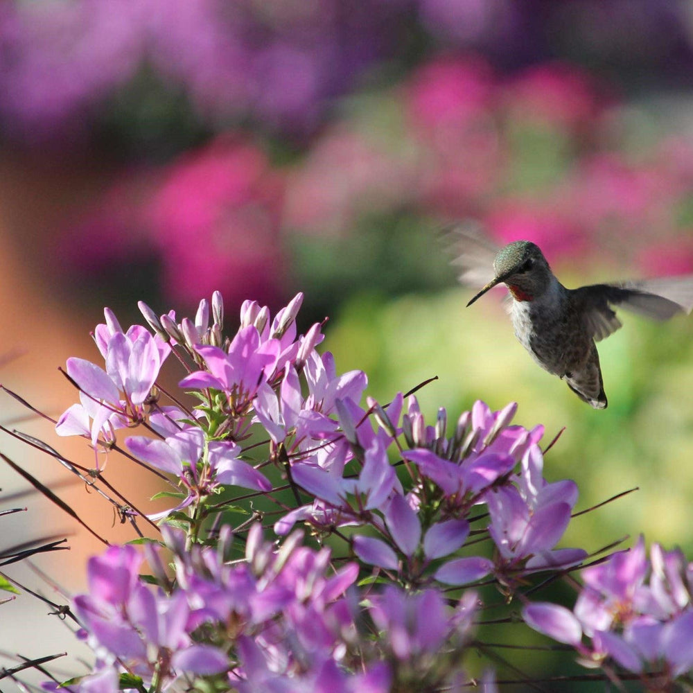 Cleome hybrid 'Clio Magenta' ~ Clio™ Magenta Spider Flower-ServeScape