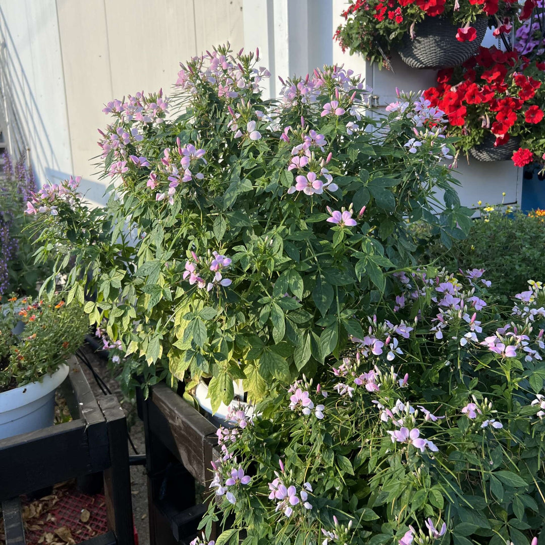 Cleome hybrid 'Clio Pink Lady' ~ Clio™ Pink Lady Spider Flower-ServeScape