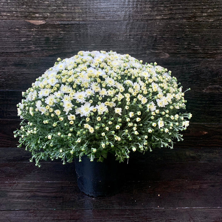 Chrysanthemum x morifolium 'Jacqueline Pearl' ~ Jacqueline™ Pearl Mum-ServeScape