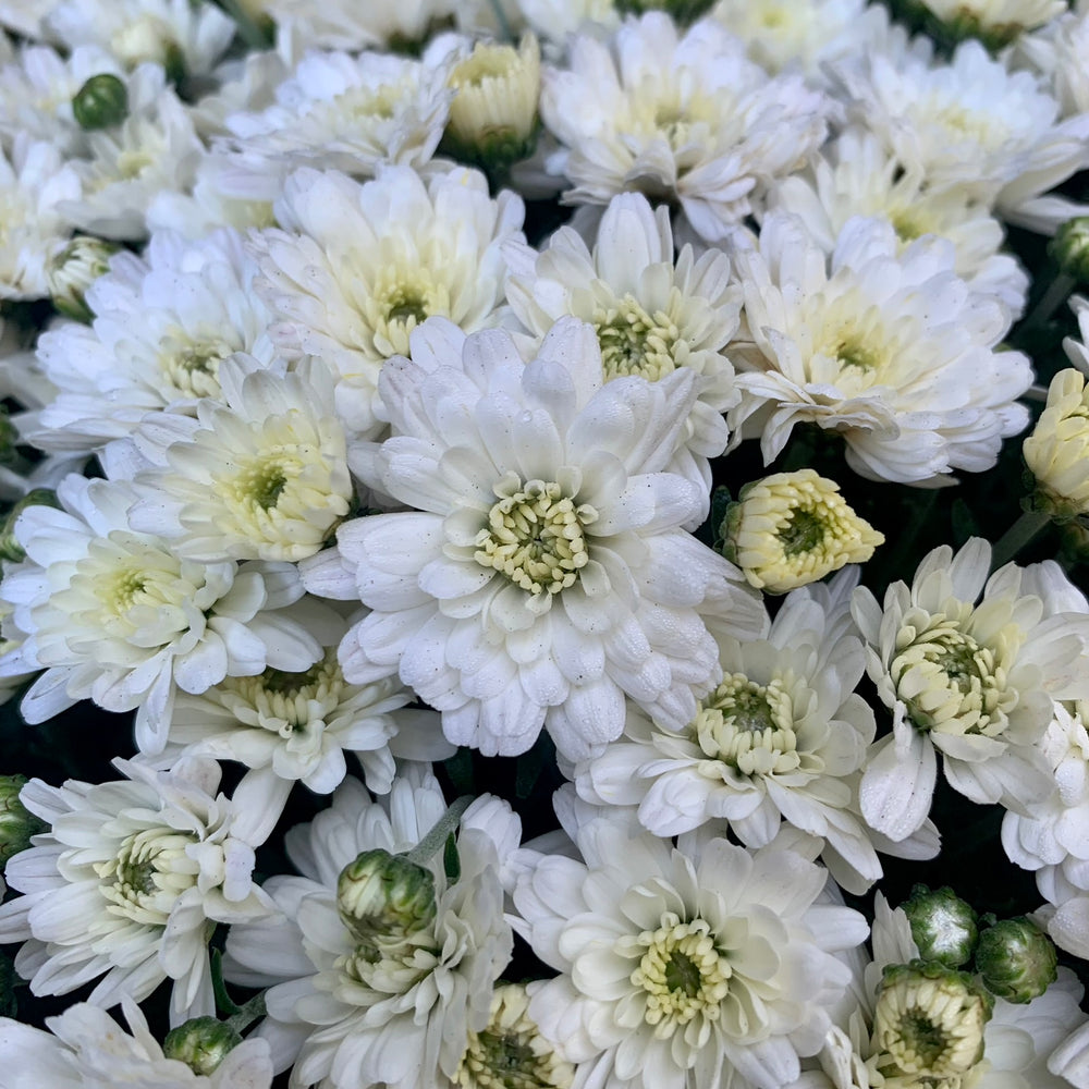 Chrysanthemum x morifolium 'Jacqueline Pearl' ~ Jacqueline™ Pearl Mum-ServeScape