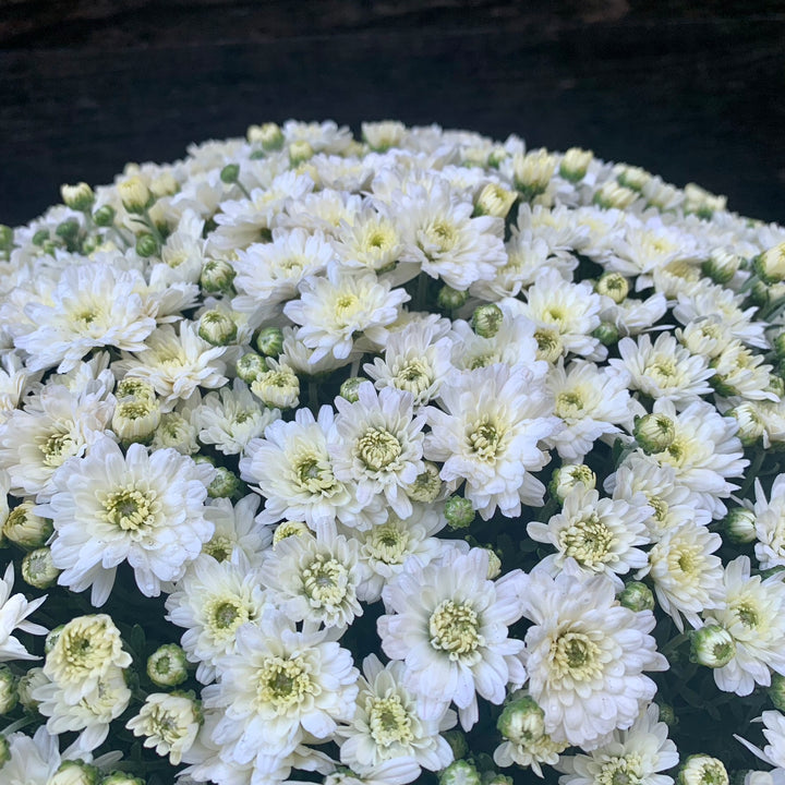 Chrysanthemum x morifolium 'Jacqueline Pearl' ~ Jacqueline™ Pearl Mum-ServeScape