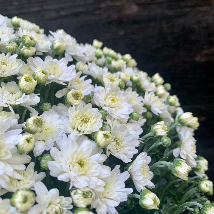 Chrysanthemum x morifolium 'Jacqueline Pearl' ~ Jacqueline™ Pearl Mum-ServeScape