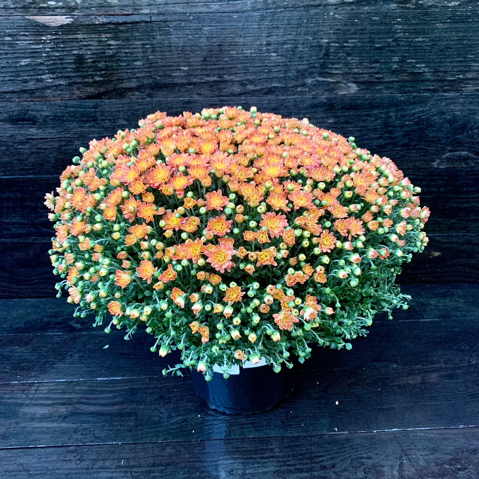 Chrysanthemum x morifolium 'Jacqueline Orange Fusion' ~ Jacqueline™ Orange Fusion Mum-ServeScape