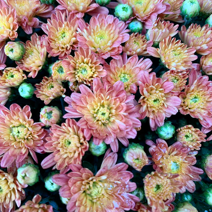 Chrysanthemum x morifolium 'Jacqueline Orange Fusion' ~ Jacqueline™ Orange Fusion Mum-ServeScape