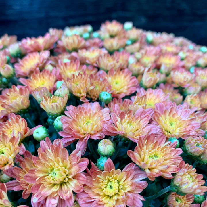 Chrysanthemum x morifolium 'Jacqueline Orange Fusion' ~ Jacqueline™ Orange Fusion Mum-ServeScape