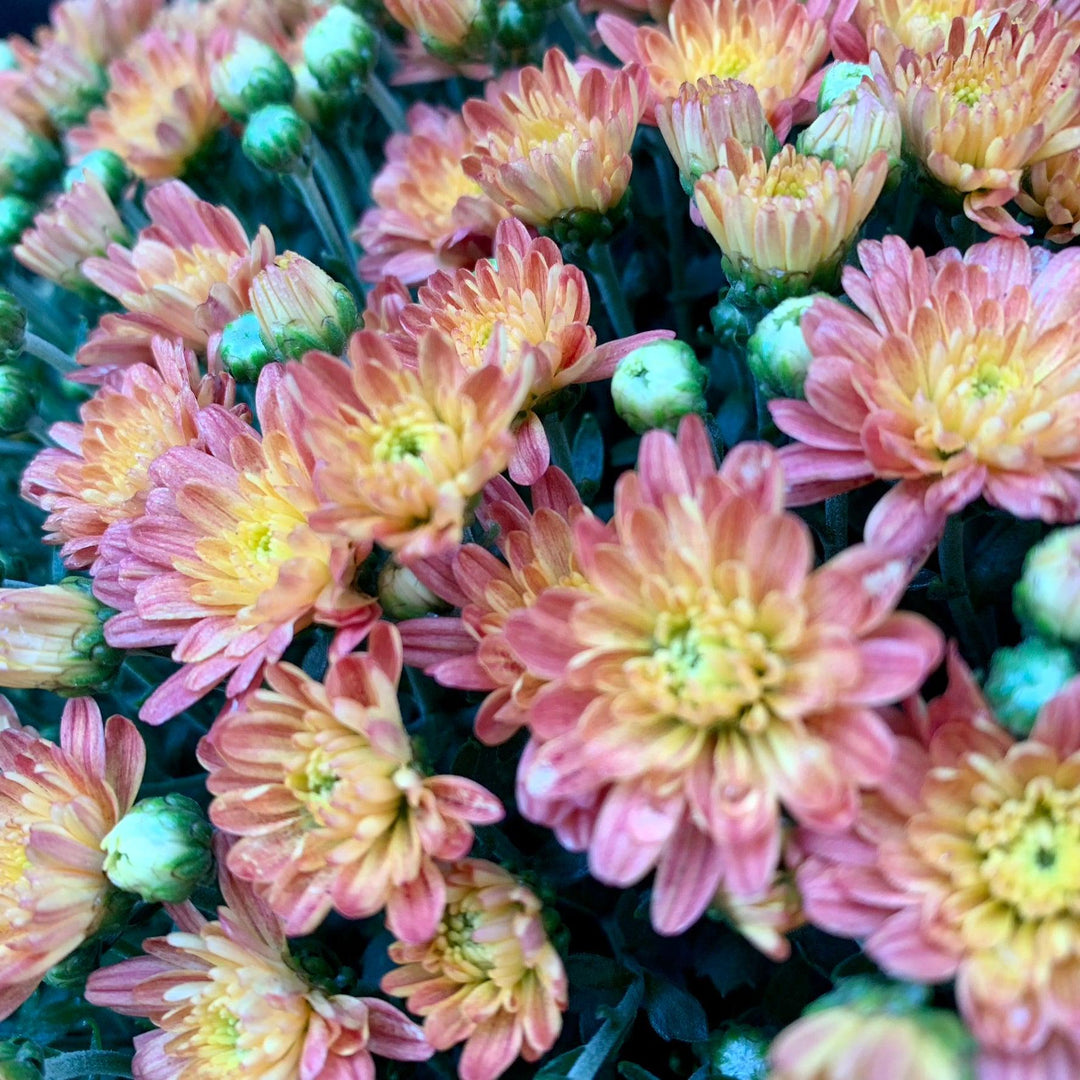 Chrysanthemum x morifolium 'Jacqueline Orange Fusion' ~ Jacqueline™ Orange Fusion Mum-ServeScape