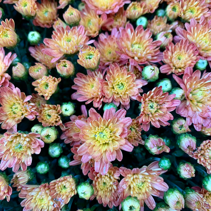 Chrysanthemum x morifolium 'Jacqueline Orange Fusion' ~ Jacqueline™ Orange Fusion Mum-ServeScape