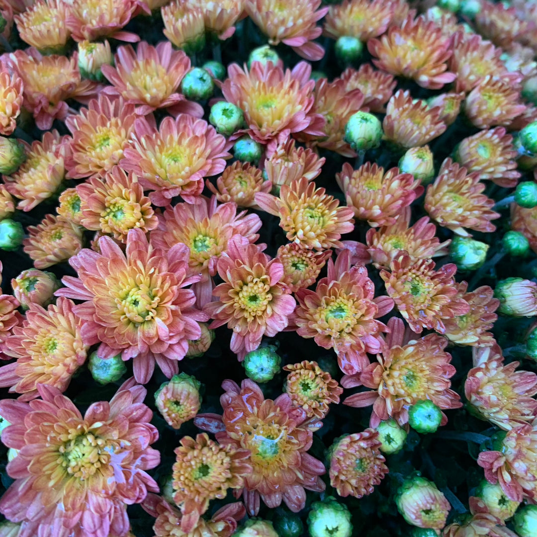 Chrysanthemum x morifolium 'Jacqueline Orange Fusion' ~ Jacqueline™ Orange Fusion Mum-ServeScape