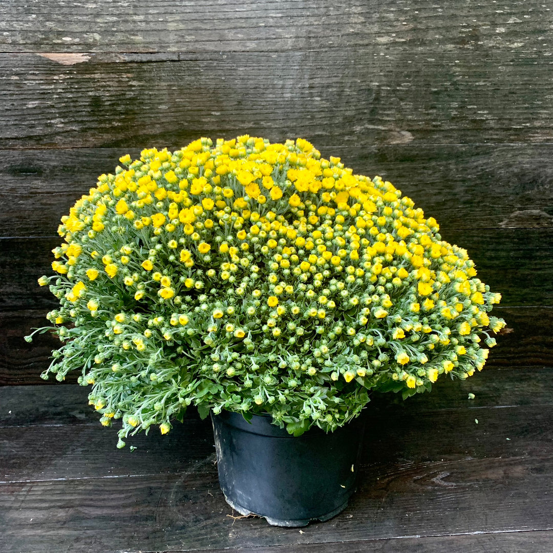 Chrysanthemum x morifolium 'Chelsey Yellow' ~ Chelsey™ Yellow Mum-ServeScape