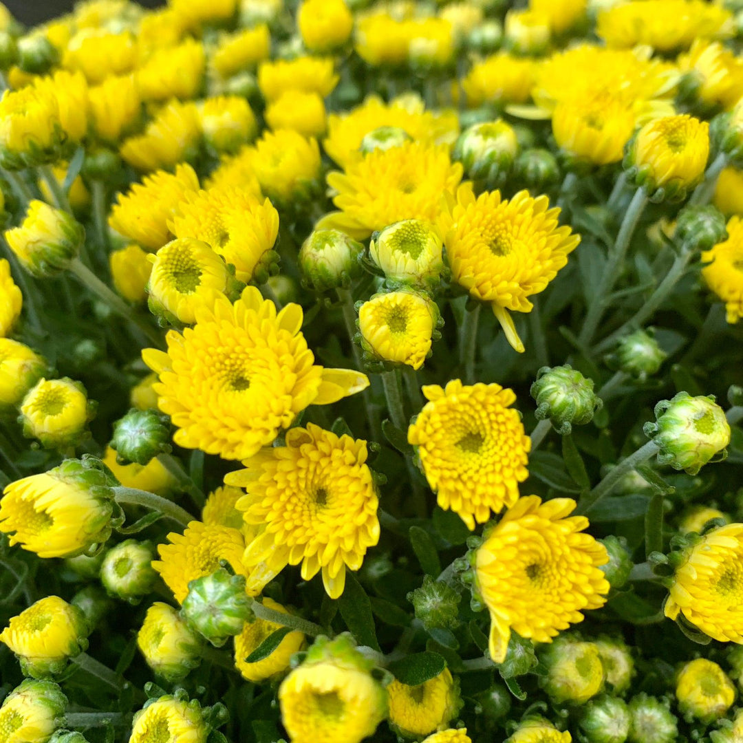 Chrysanthemum x morifolium 'Chelsey Yellow' ~ Chelsey™ Yellow Mum-ServeScape