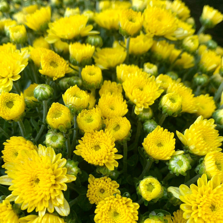 Chrysanthemum x morifolium 'Chelsey Yellow' ~ Chelsey™ Yellow Mum-ServeScape