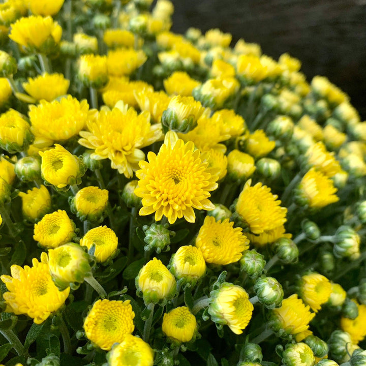 Chrysanthemum x morifolium 'Chelsey Yellow' ~ Chelsey™ Yellow Mum-ServeScape