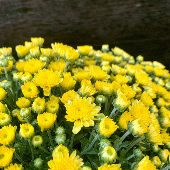 Chrysanthemum x morifolium 'Chelsey Yellow' ~ Chelsey™ Yellow Mum-ServeScape