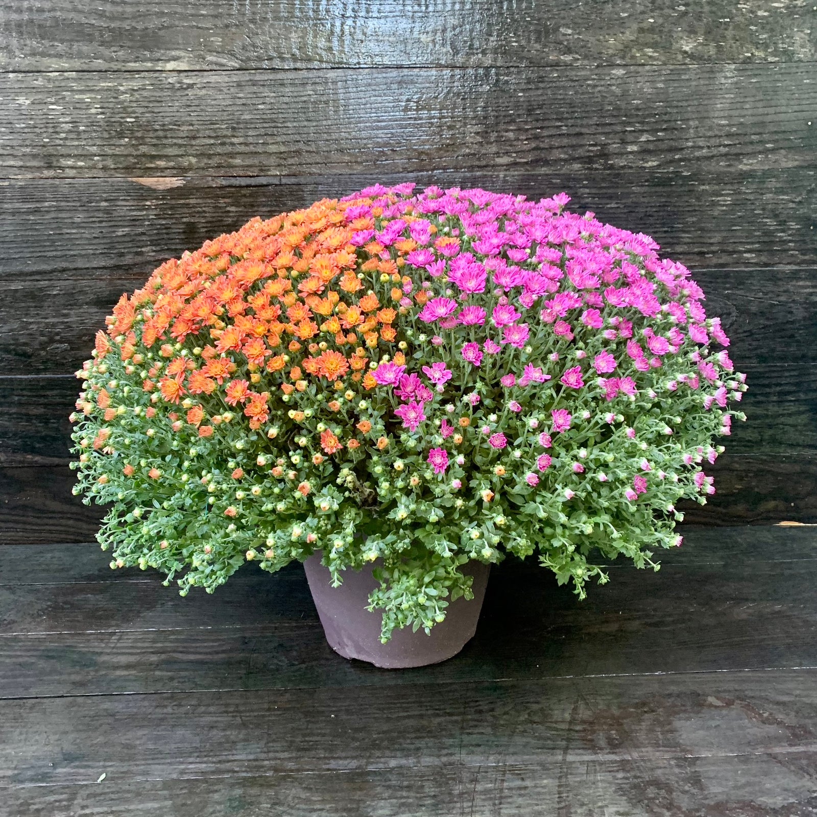 Chrysanthemum x morifolium 'Jacqueline Harvest Fusion Mix' ~ Jacqueline™ Harvest Fusion Mix Mum-ServeScape