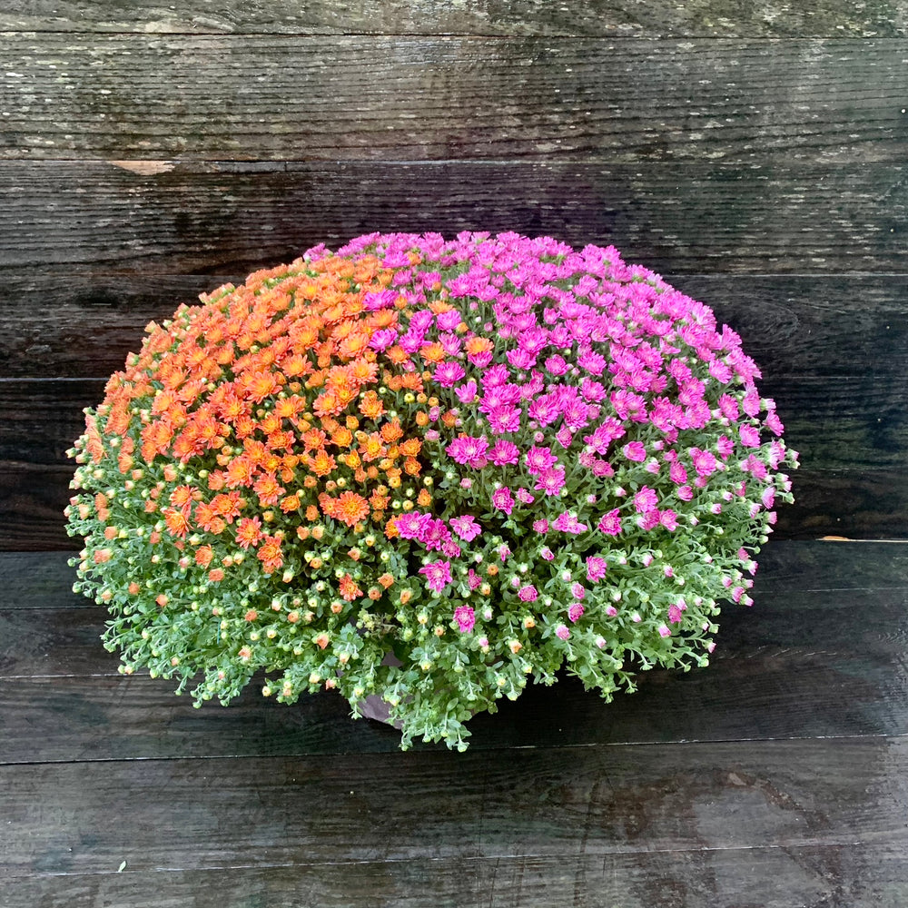 Chrysanthemum x morifolium 'Jacqueline Harvest Fusion Mix' ~ Jacqueline™ Harvest Fusion Mix Mum-ServeScape