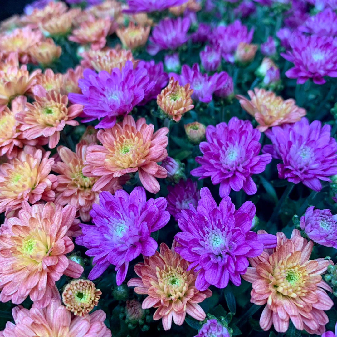 Chrysanthemum x morifolium 'Jacqueline Harvest Fusion Mix' ~ Jacqueline™ Harvest Fusion Mix Mum-ServeScape