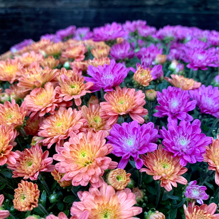 Chrysanthemum x morifolium 'Jacqueline Harvest Fusion Mix' ~ Jacqueline™ Harvest Fusion Mix Mum-ServeScape