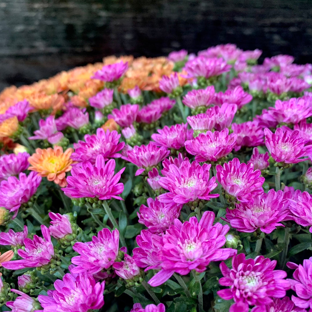 Chrysanthemum x morifolium 'Jacqueline Harvest Fusion Mix' ~ Jacqueline™ Harvest Fusion Mix Mum-ServeScape