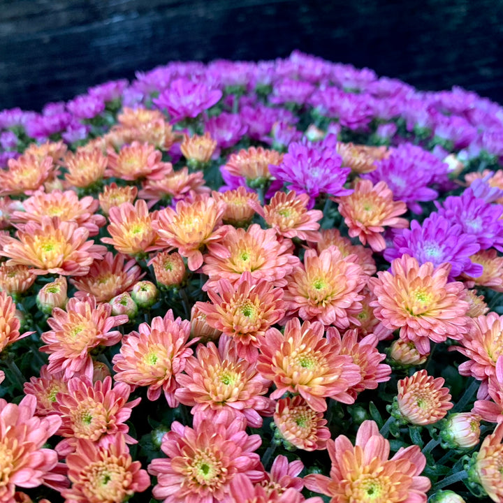 Chrysanthemum x morifolium 'Jacqueline Harvest Fusion Mix' ~ Jacqueline™ Harvest Fusion Mix Mum-ServeScape