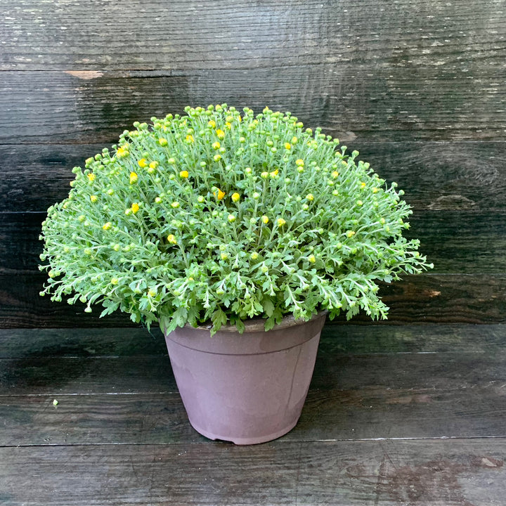 Chrysanthemum x morifolium 'Honeyblush Yellow' ~ Honeyblush Yellow Mum-ServeScape