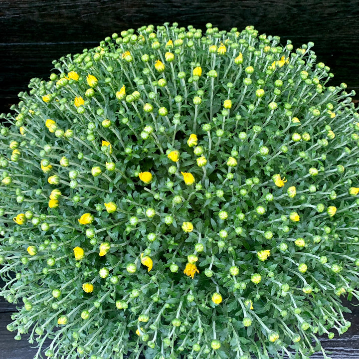 Chrysanthemum x morifolium 'Honeyblush Yellow' ~ Honeyblush Yellow Mum-ServeScape