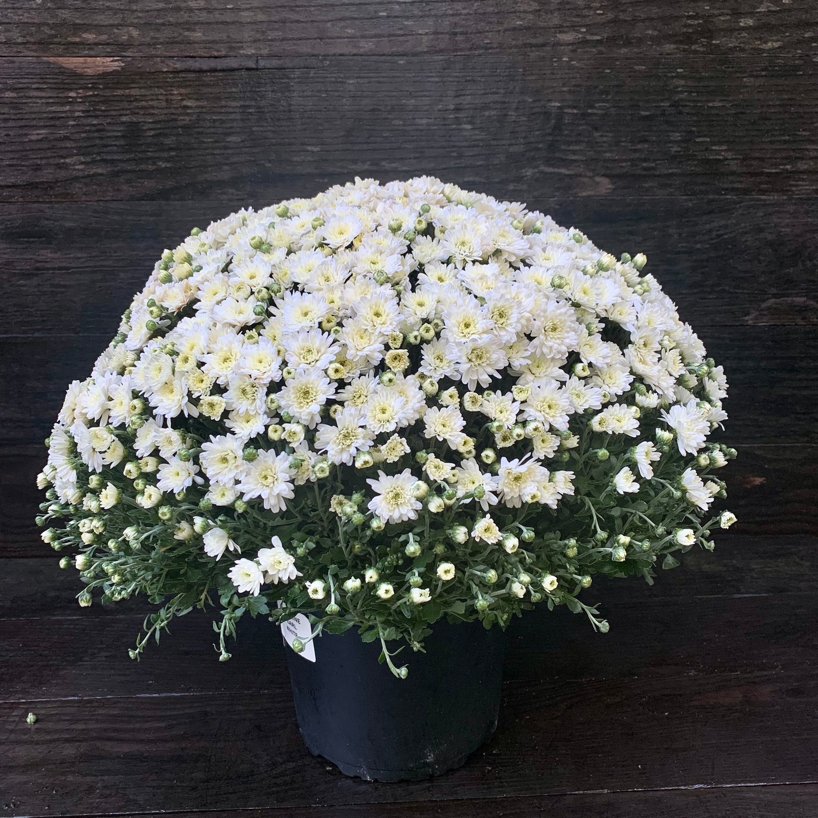 Chrysanthemum x morifolium 'Jacqueline Pearl' ~ Jacqueline™ Pearl Mum-ServeScape