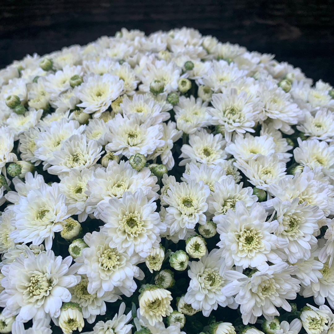 Chrysanthemum x morifolium 'Jacqueline Pearl' ~ Jacqueline™ Pearl Mum-ServeScape