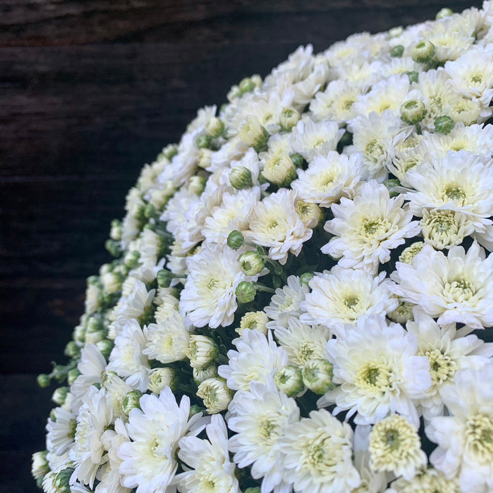 Chrysanthemum x morifolium 'Jacqueline Pearl' ~ Jacqueline™ Pearl Mum-ServeScape