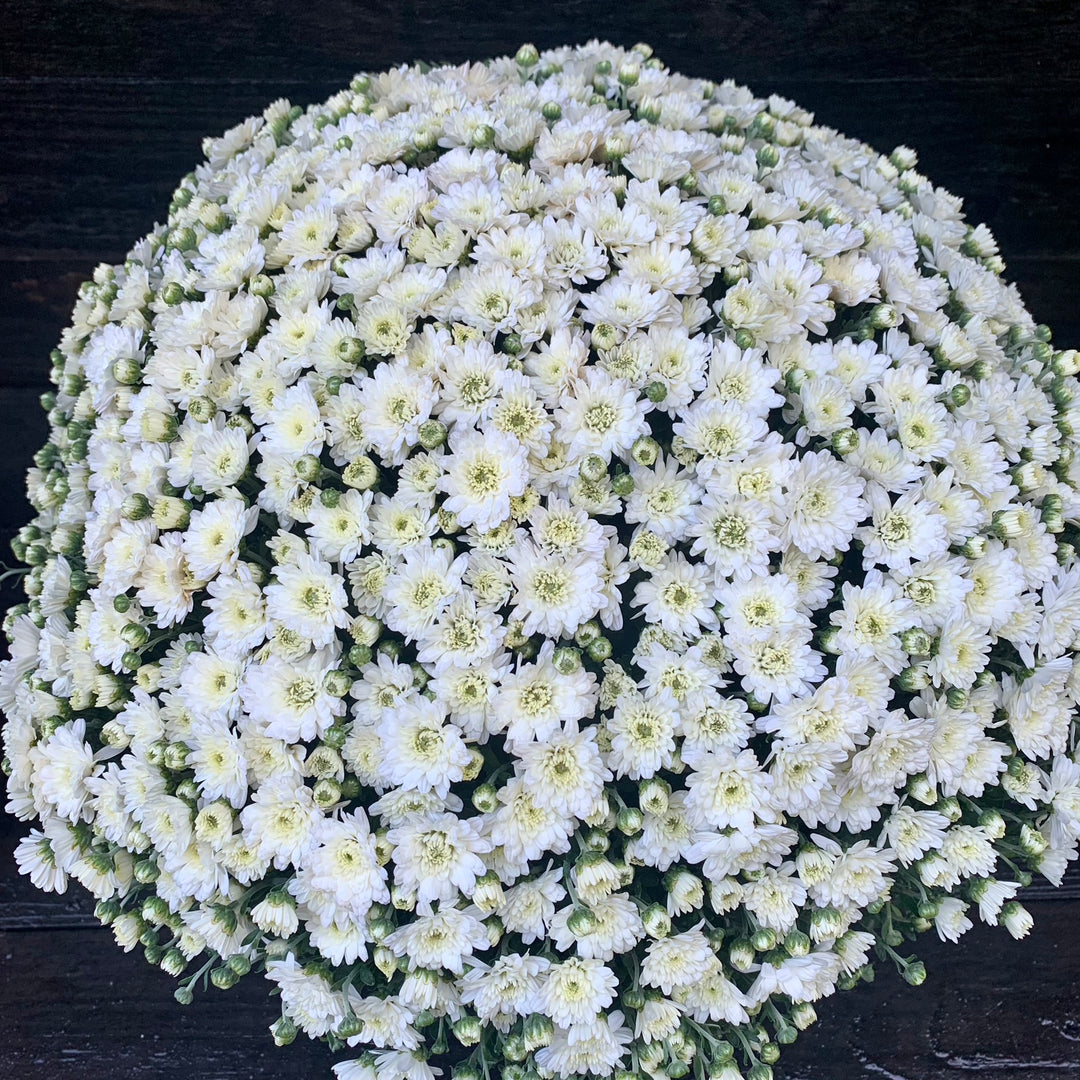 Chrysanthemum x morifolium 'Jacqueline Pearl' ~ Jacqueline™ Pearl Mum-ServeScape