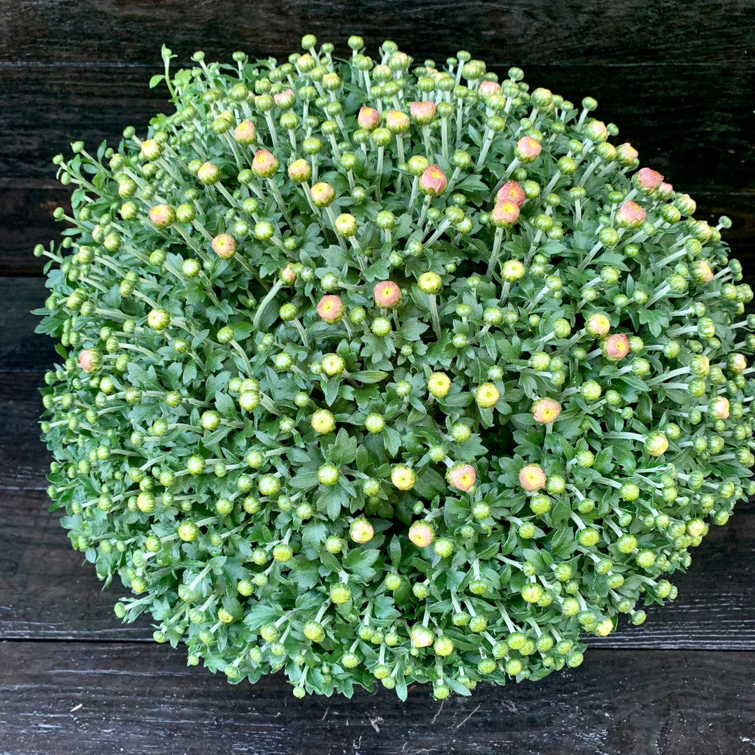 Chrysanthemum x morifolium 'Flamingo Neon Pink' ~ Flamingo Neon Pink Mum-ServeScape