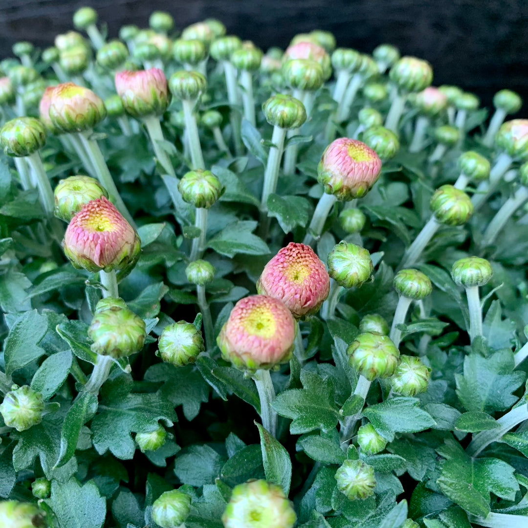 Chrysanthemum x morifolium 'Flamingo Neon Pink' ~ Flamingo Neon Pink Mum-ServeScape