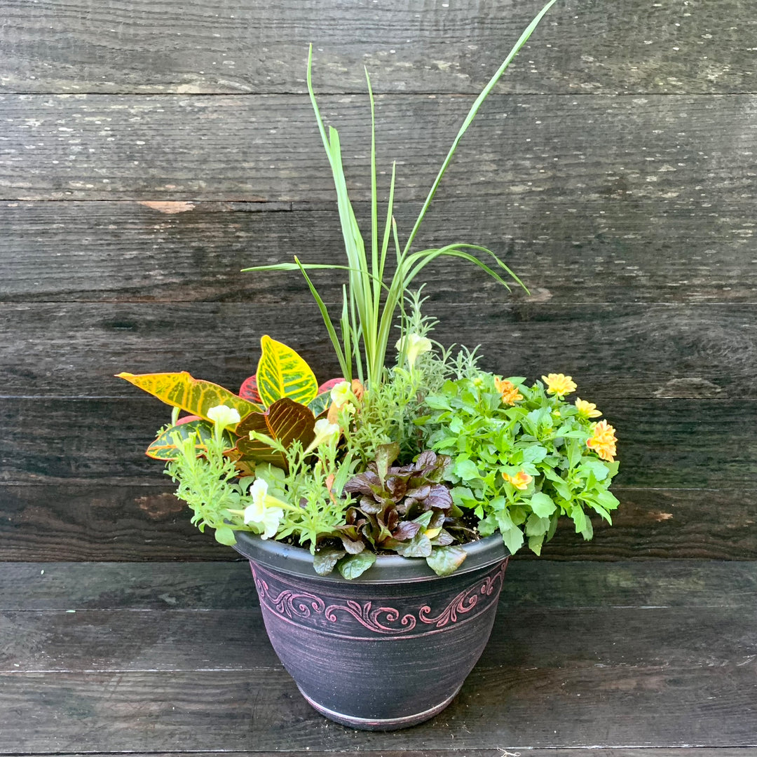 Plant Combo ~ Terra Cotta Planter Color Bowl-ServeScape