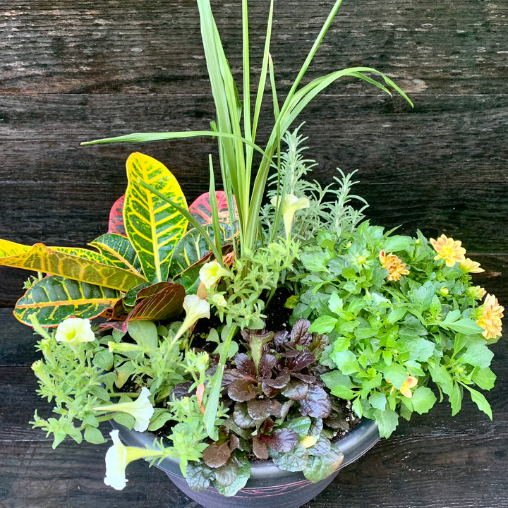 Plant Combo ~ Terra Cotta Planter Color Bowl-ServeScape