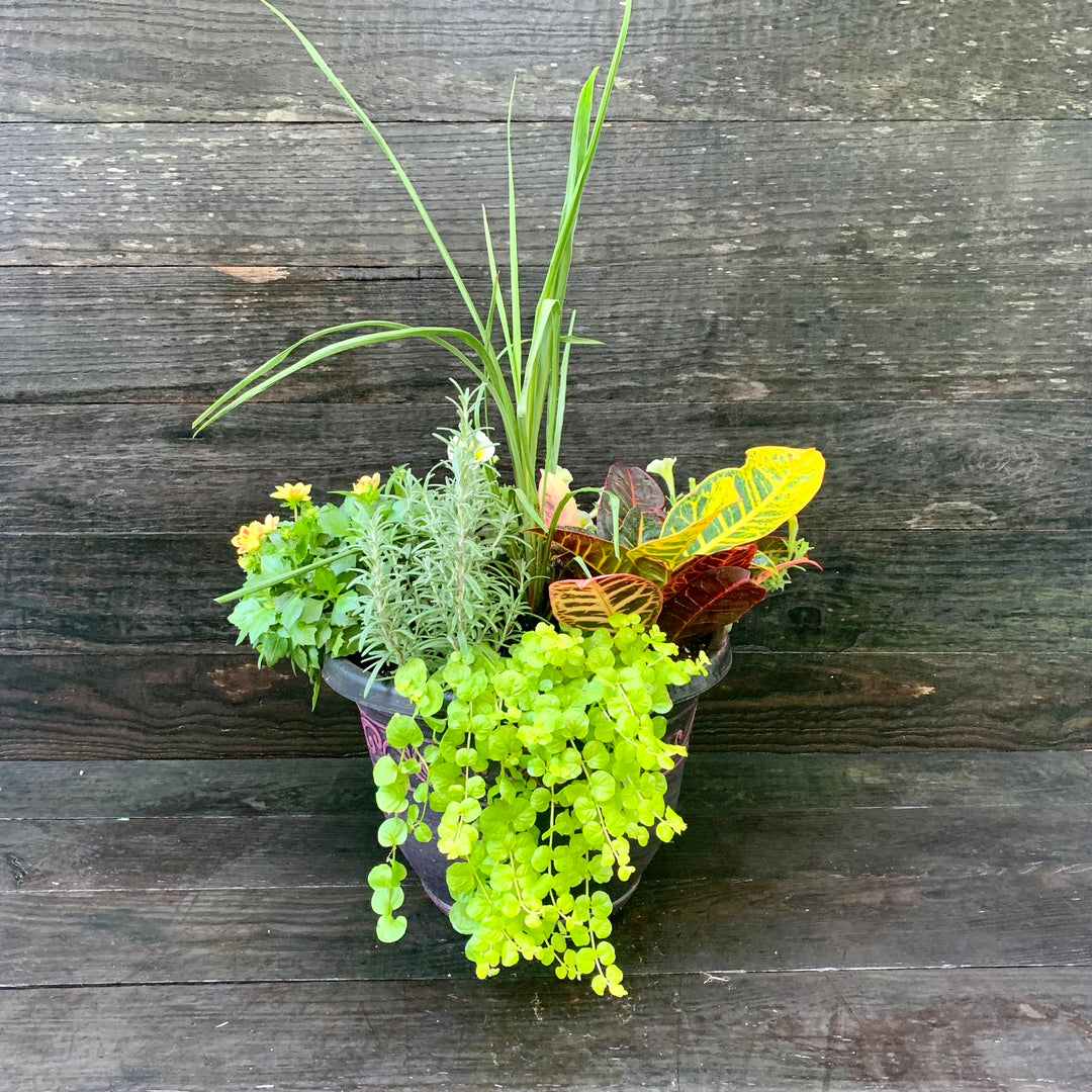 Plant Combo ~ Terra Cotta Planter Color Bowl-ServeScape