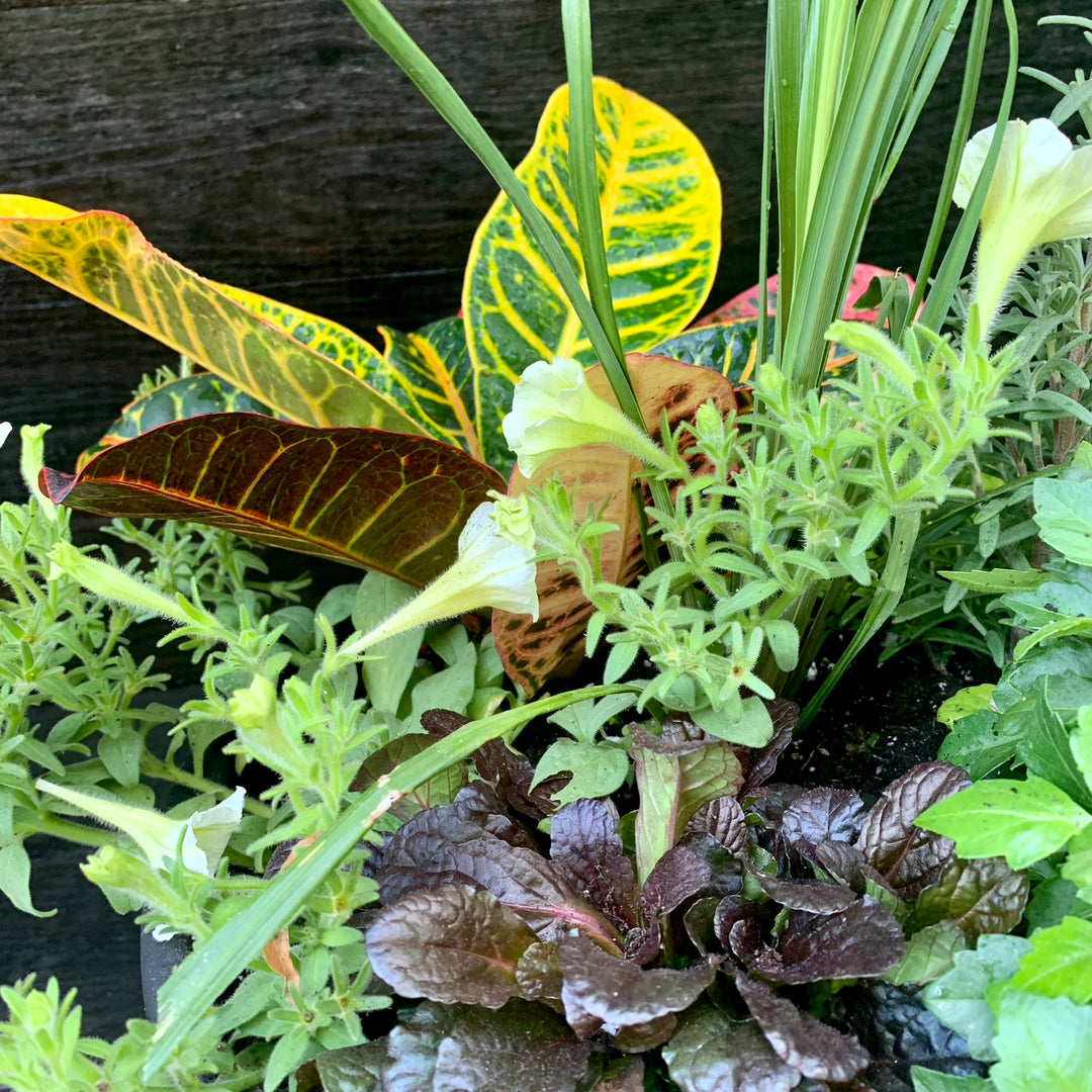 Plant Combo ~ Terra Cotta Planter Color Bowl-ServeScape