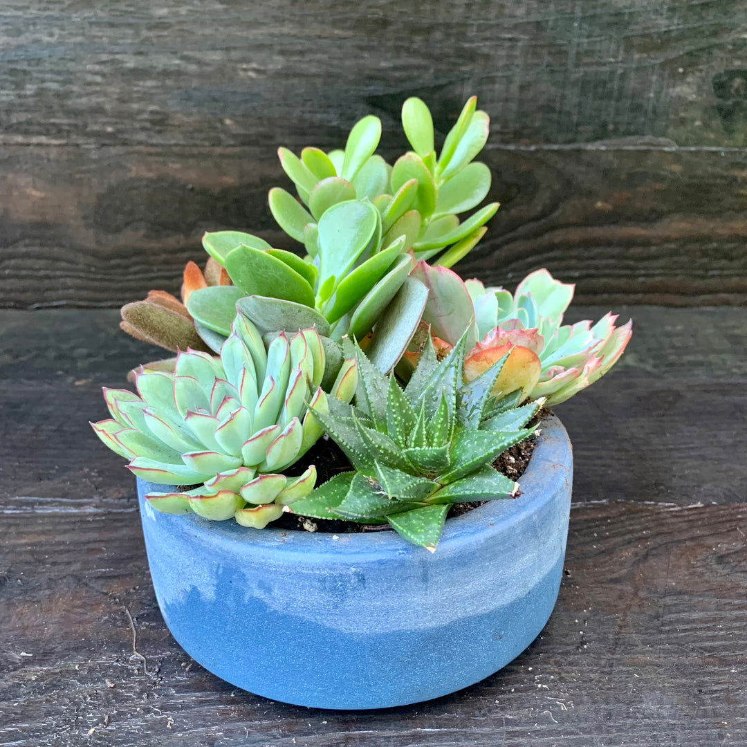 Succulent Combo ~ Assorted Succulents - Cactus Bowl-ServeScape