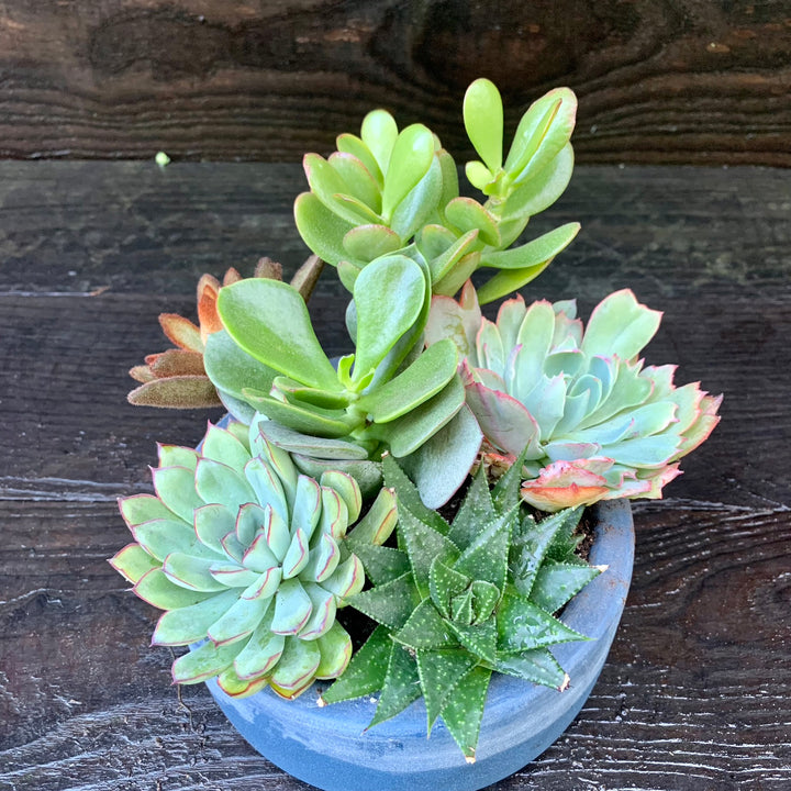 Succulent Combo ~ Assorted Succulents - Cactus Bowl-ServeScape