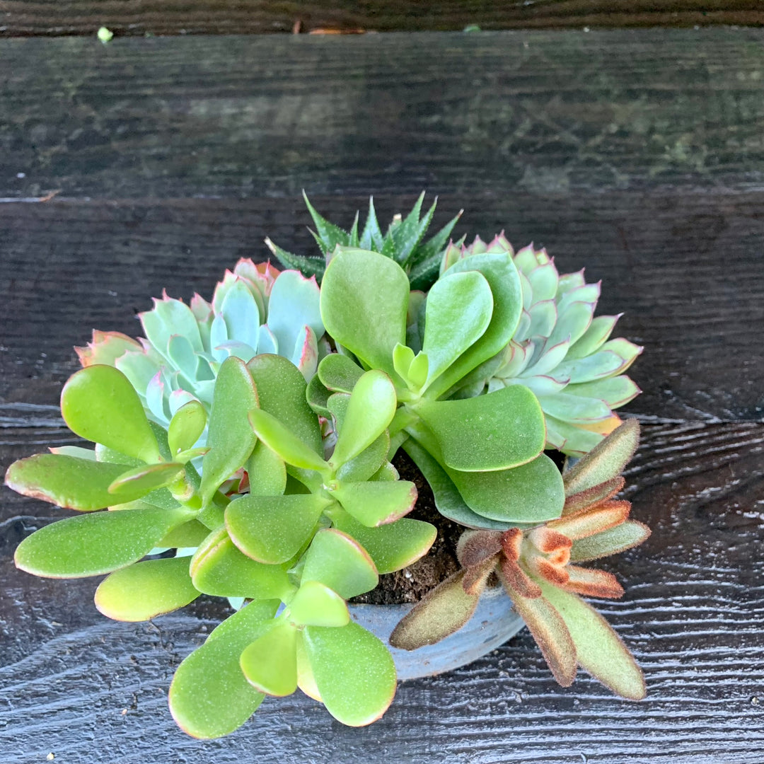 Succulent Combo ~ Assorted Succulents - Cactus Bowl-ServeScape