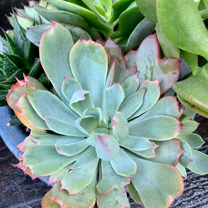 Succulent Combo ~ Assorted Succulents - Cactus Bowl-ServeScape